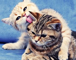 Preview wallpaper kittens, couple, caring, licking, striped, lie