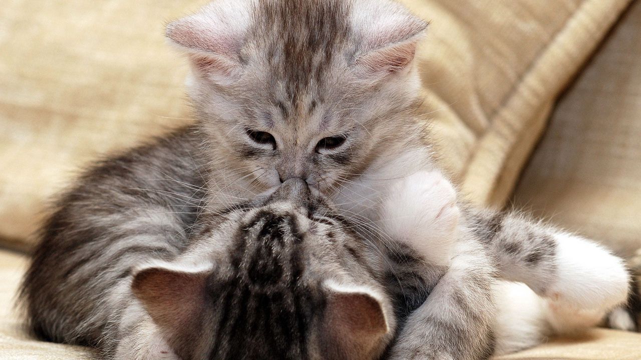 Wallpaper kittens, couple, caring, kiss