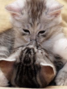 Preview wallpaper kittens, couple, caring, kiss