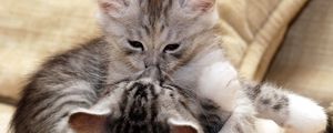 Preview wallpaper kittens, couple, caring, kiss