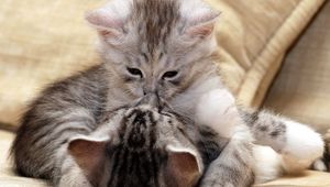 Preview wallpaper kittens, couple, caring, kiss