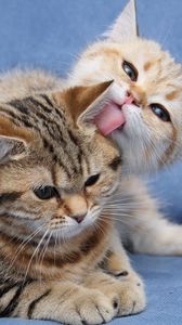 Preview wallpaper kittens, couple, caring, down, face