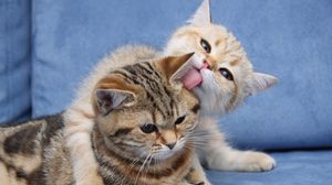 Preview wallpaper kittens, couple, caring, down, face