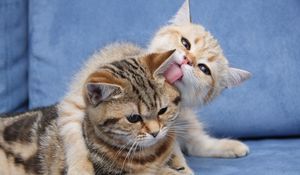 Preview wallpaper kittens, couple, caring, down, face