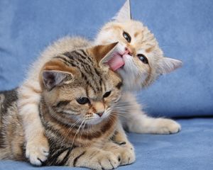 Preview wallpaper kittens, couple, caring, down, face