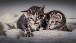 Preview wallpaper kittens, couple, cats, fear