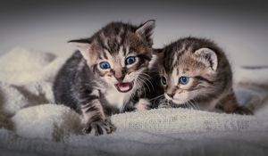 Preview wallpaper kittens, couple, cats, fear