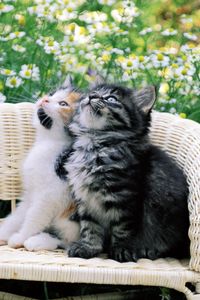 Preview wallpaper kittens, couple, chair, chamomile, waiting, dear