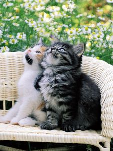 Preview wallpaper kittens, couple, chair, chamomile, waiting, dear