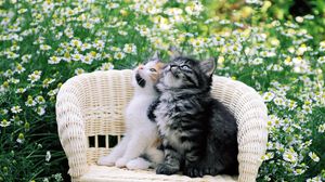 Preview wallpaper kittens, couple, chair, chamomile, waiting, dear
