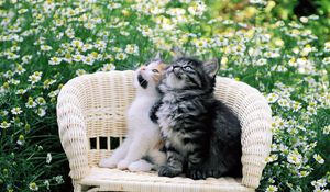 Preview wallpaper kittens, couple, chair, chamomile, waiting, dear