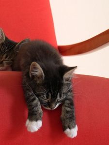 Preview wallpaper kittens, couple, chair, lie down