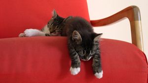 Preview wallpaper kittens, couple, chair, lie down