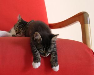 Preview wallpaper kittens, couple, chair, lie down