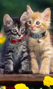 Preview wallpaper kittens, couple, collar, flowers