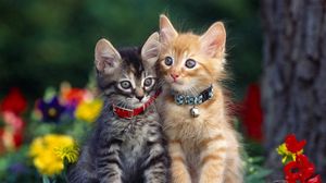 Preview wallpaper kittens, couple, collar, flowers