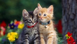 Preview wallpaper kittens, couple, collar, flowers