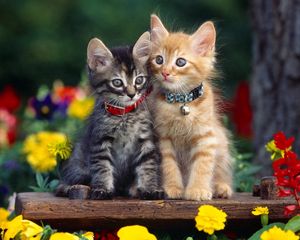 Preview wallpaper kittens, couple, collar, flowers