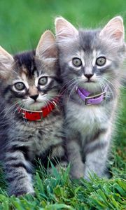 Preview wallpaper kittens, couple, dog collar, grass