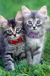 Preview wallpaper kittens, couple, dog collar, grass