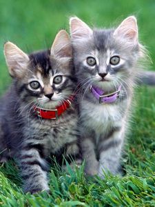 Preview wallpaper kittens, couple, dog collar, grass