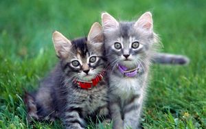 Preview wallpaper kittens, couple, dog collar, grass