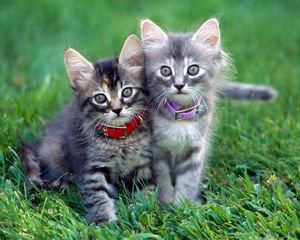 Preview wallpaper kittens, couple, dog collar, grass