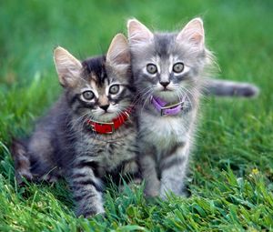 Preview wallpaper kittens, couple, dog collar, grass