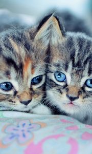 Preview wallpaper kittens, couple, down, cute