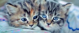 Preview wallpaper kittens, couple, down, cute