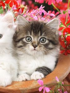 Preview wallpaper kittens, couple, flowers, spotted, fluffy