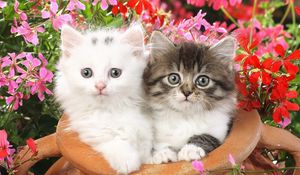 Preview wallpaper kittens, couple, flowers, spotted, fluffy