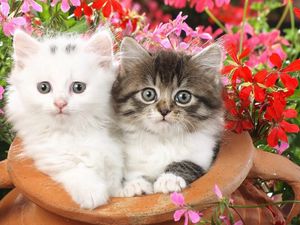 Preview wallpaper kittens, couple, flowers, spotted, fluffy
