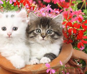 Preview wallpaper kittens, couple, flowers, spotted, fluffy