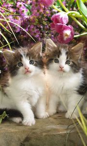 Preview wallpaper kittens, couple, flowers, grass