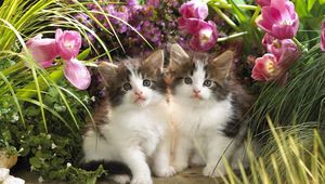 Preview wallpaper kittens, couple, flowers, grass