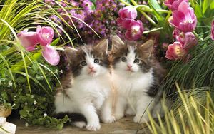 Preview wallpaper kittens, couple, flowers, grass