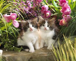 Preview wallpaper kittens, couple, flowers, grass