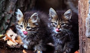 Preview wallpaper kittens, couple, fluffy, face