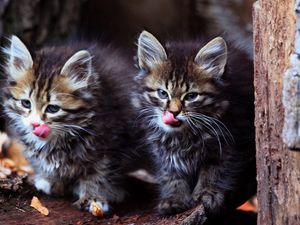 Preview wallpaper kittens, couple, fluffy, face