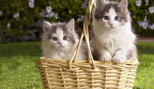 Preview wallpaper kittens, couple, fluffy, grass