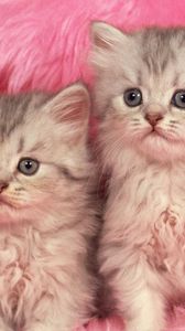 Preview wallpaper kittens, couple, fur, furry