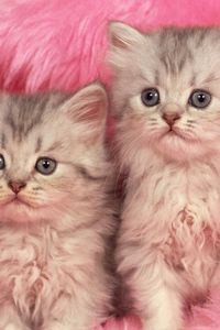 Preview wallpaper kittens, couple, fur, furry