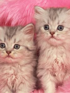 Preview wallpaper kittens, couple, fur, furry