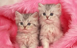 Preview wallpaper kittens, couple, fur, furry
