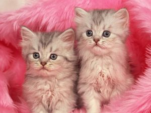 Preview wallpaper kittens, couple, fur, furry