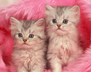 Preview wallpaper kittens, couple, fur, furry