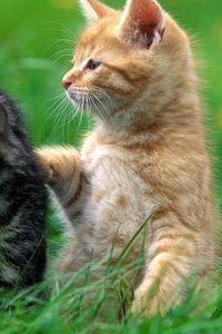 Preview wallpaper kittens, couple, grass, care, attention
