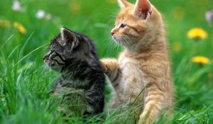 Preview wallpaper kittens, couple, grass, care, attention