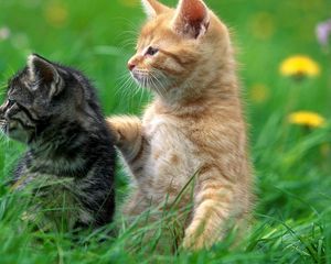 Preview wallpaper kittens, couple, grass, care, attention